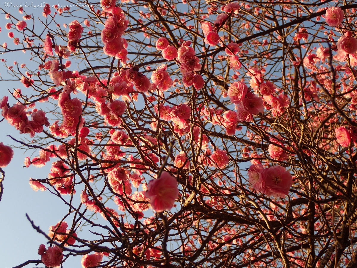 朝の光と梅の花 - 08