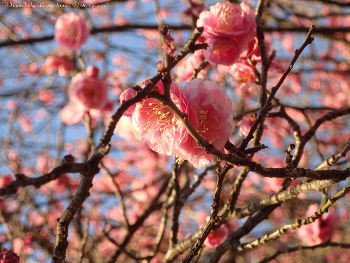 朝の光と梅の花 - 09