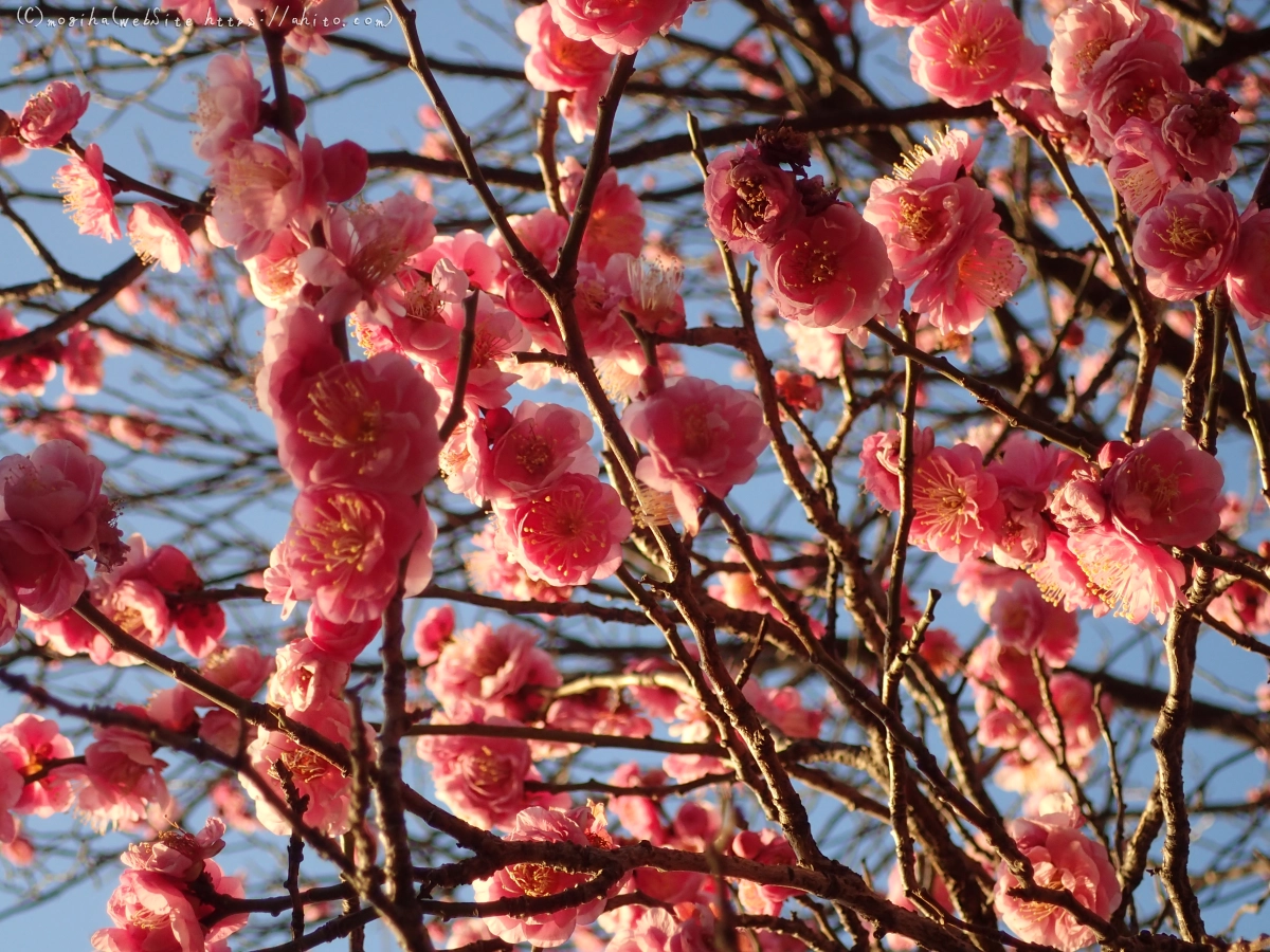 朝の光と梅の花 - 10