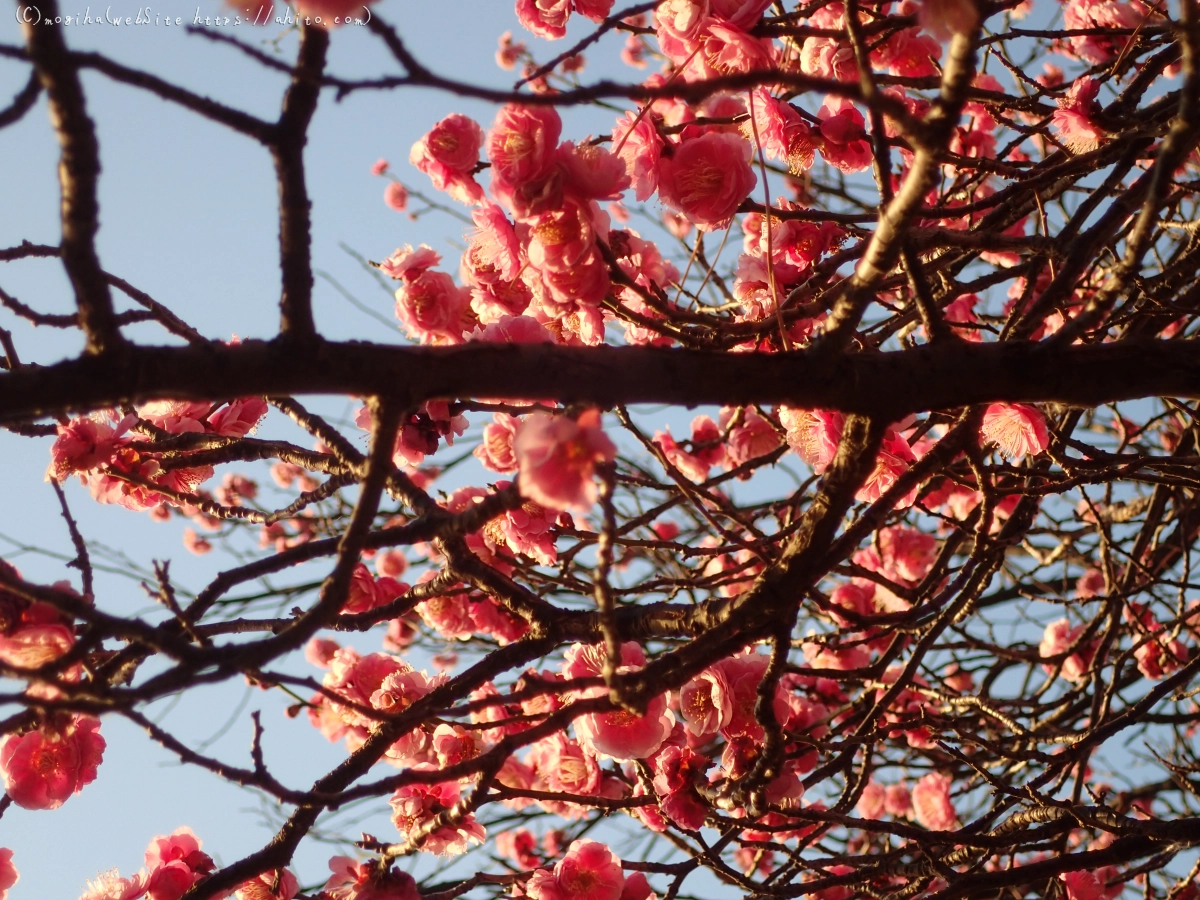 朝の光と梅の花 - 11