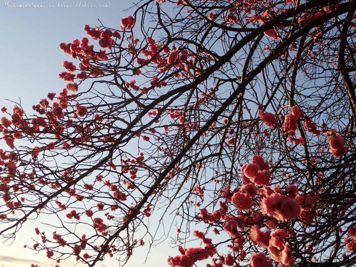 朝の光と梅の花 - 12