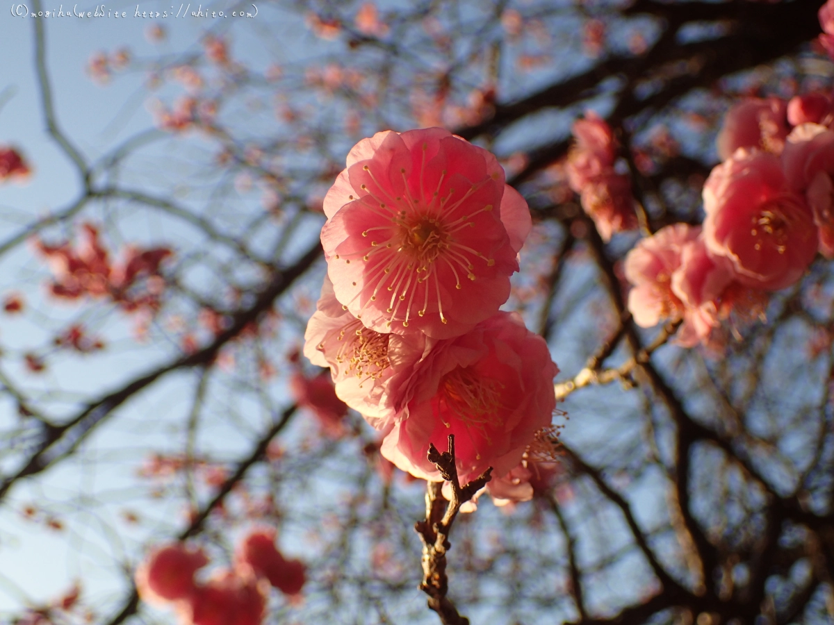 朝の光と梅の花 - 13