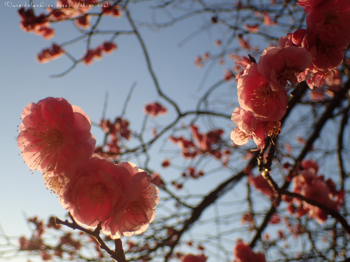 朝の光と梅の花 - 14