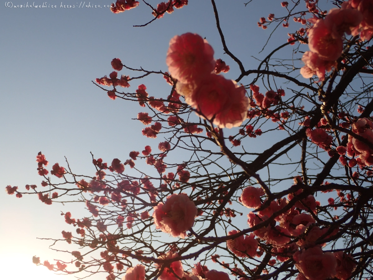 朝の光と梅の花 - 15