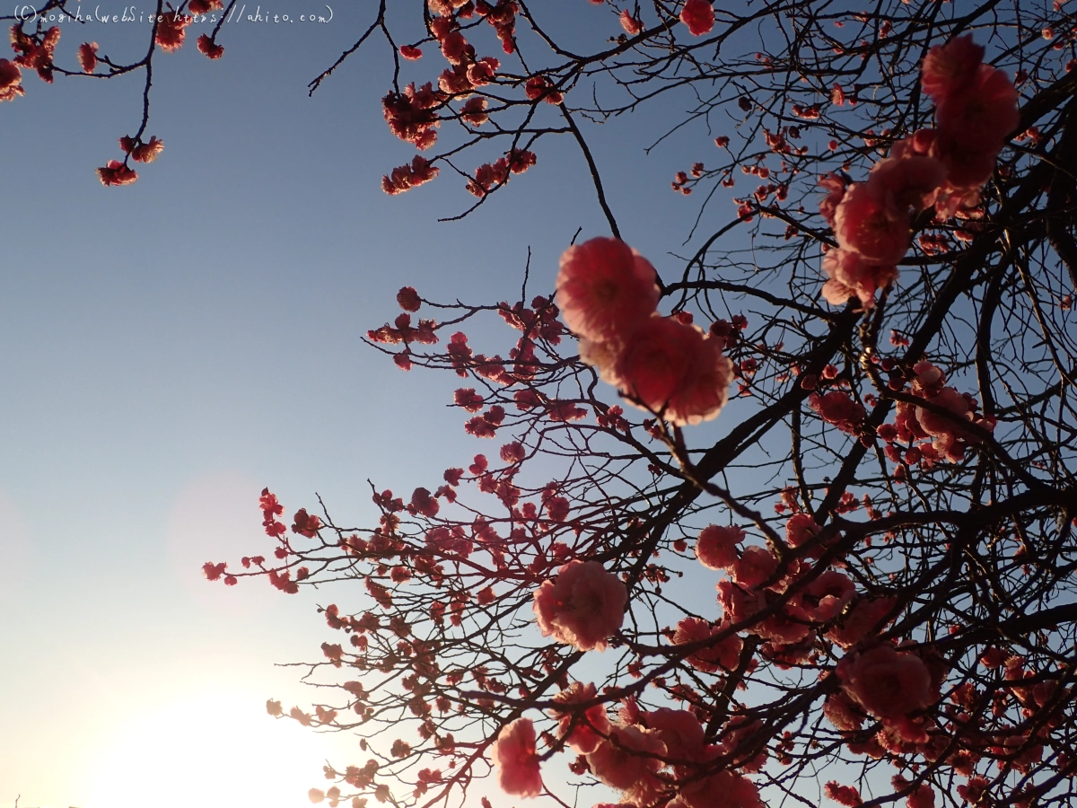 朝の光と梅の花 - 16