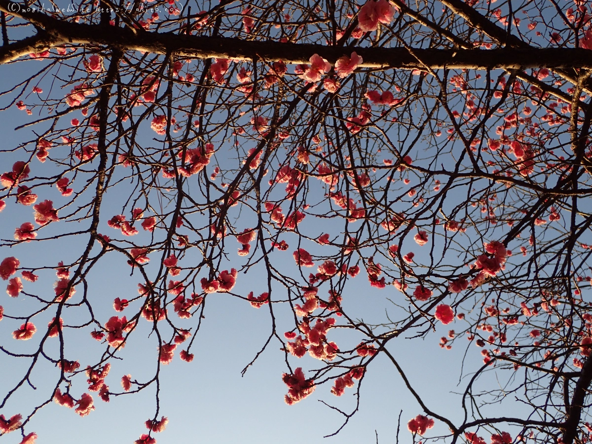 朝の光と梅の花 - 17