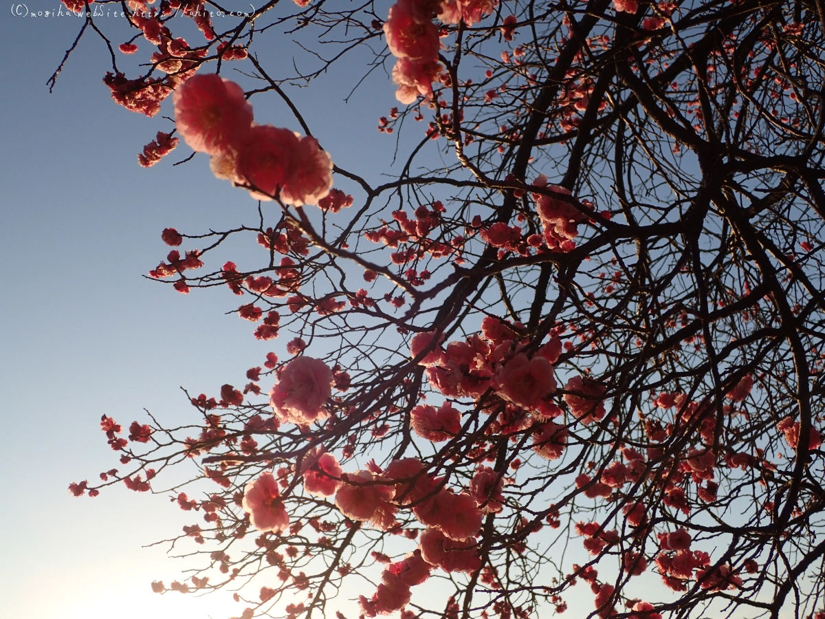 朝の光と梅の花 - 18