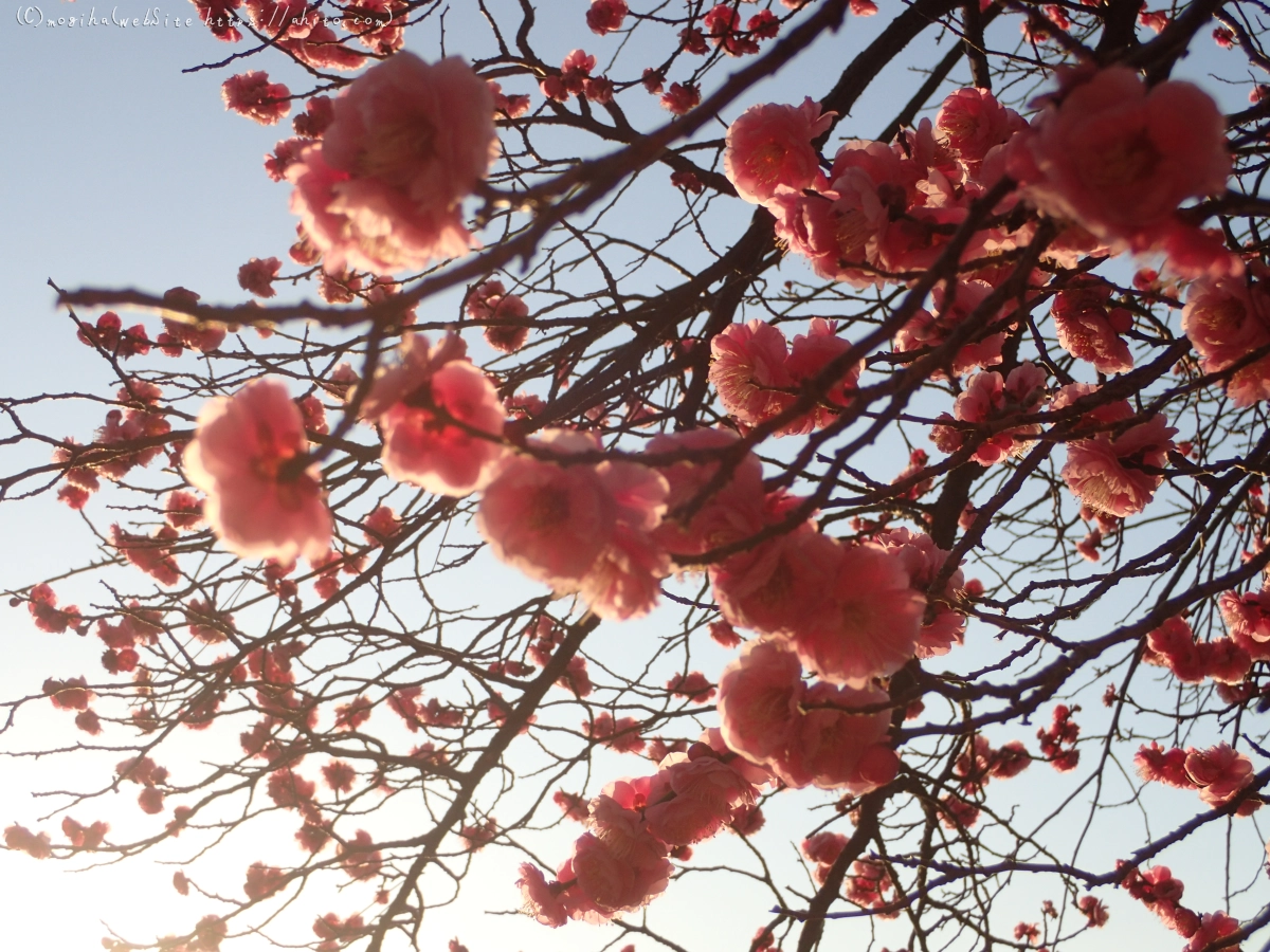 朝の光と梅の花 - 19