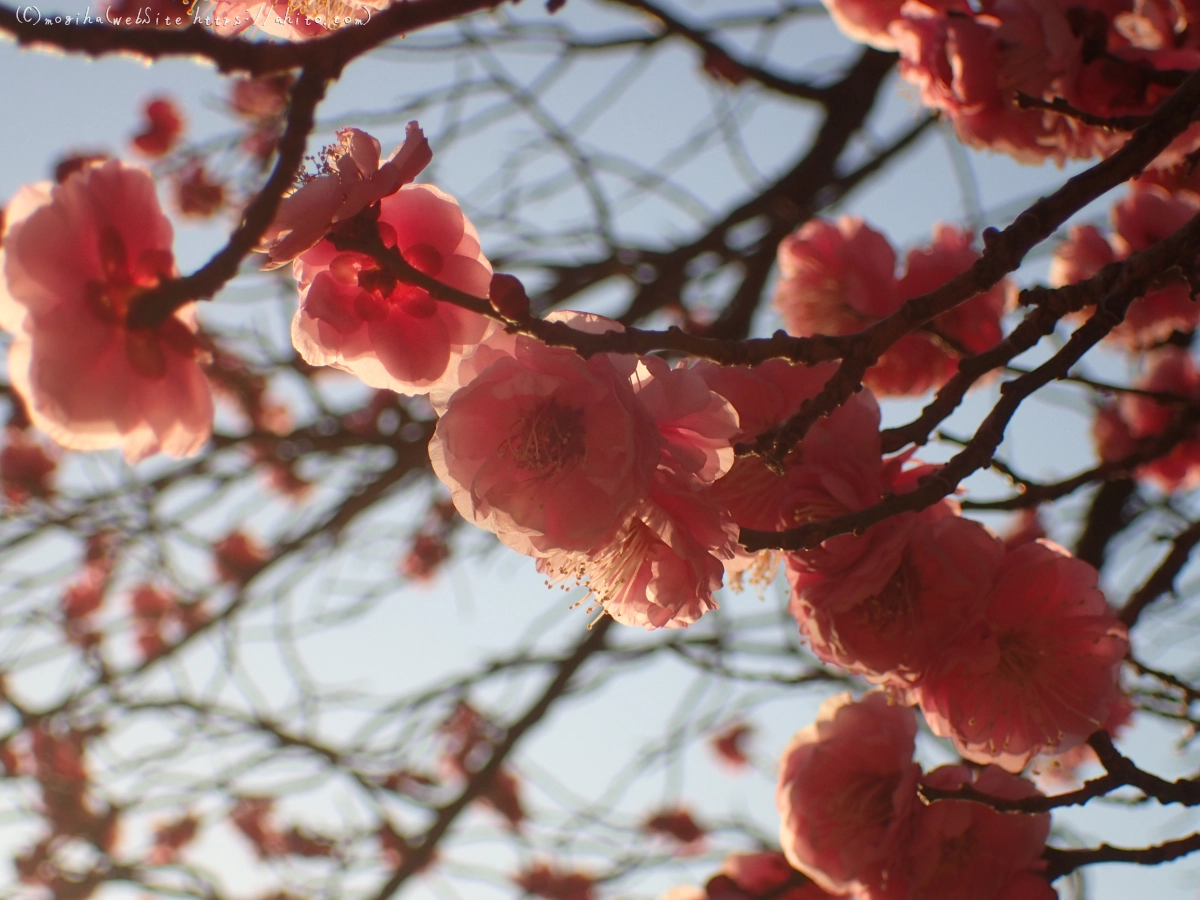 朝の光と梅の花 - 20