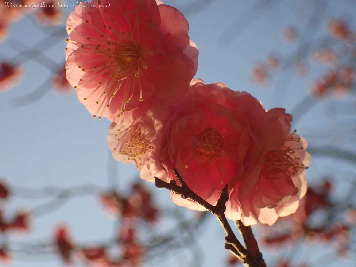 朝の光と梅の花 - 21