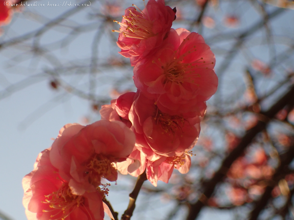 朝の光と梅の花 - 22