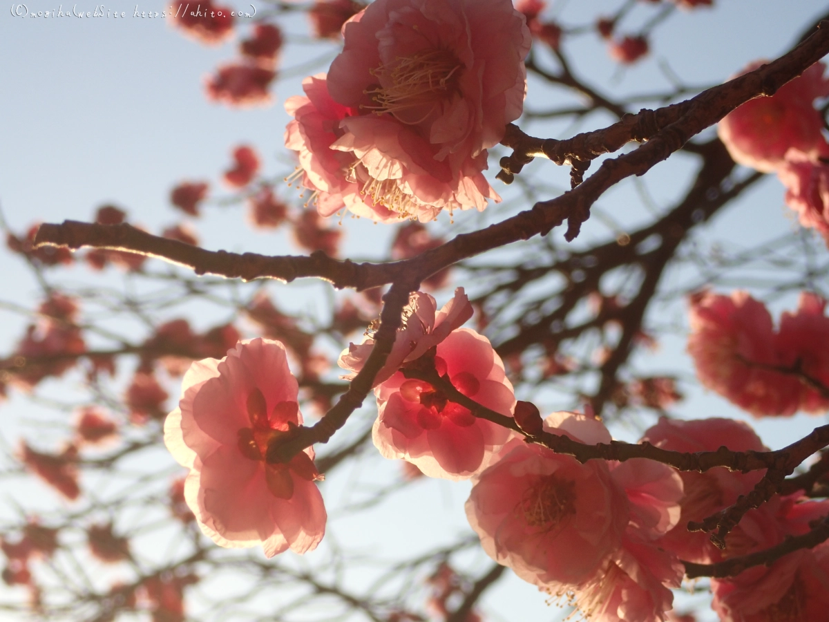 朝の光と梅の花 - 23