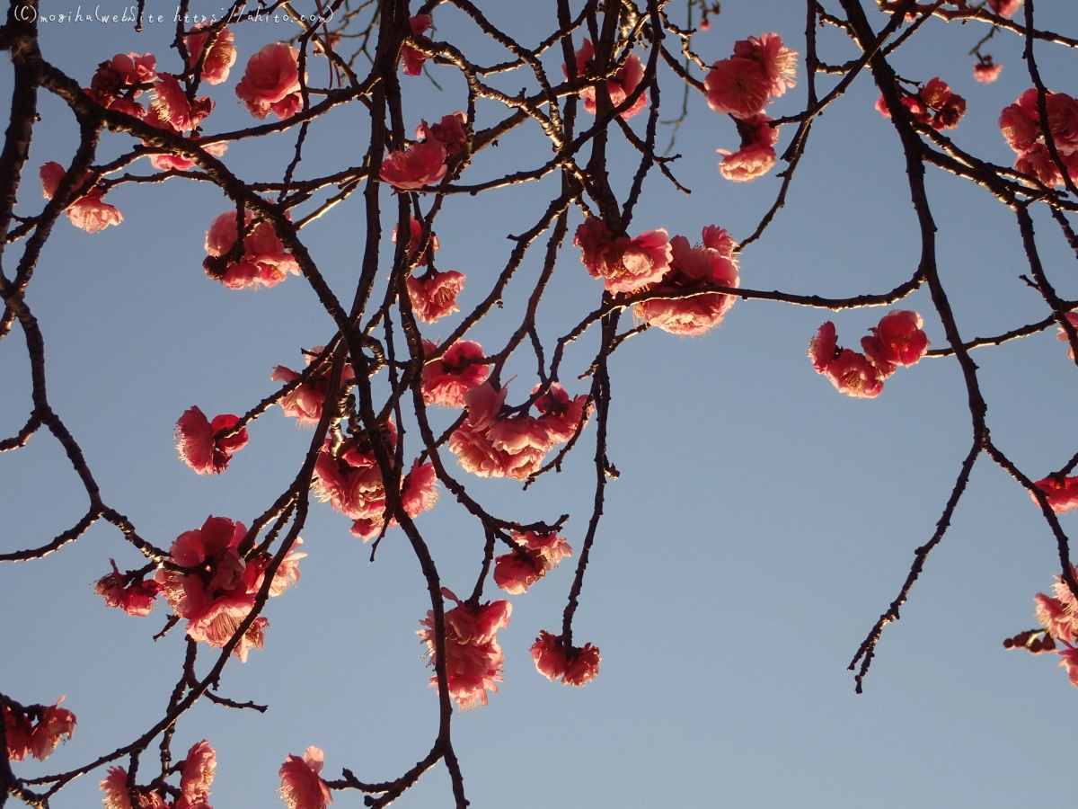 朝の光と梅の花 - 24