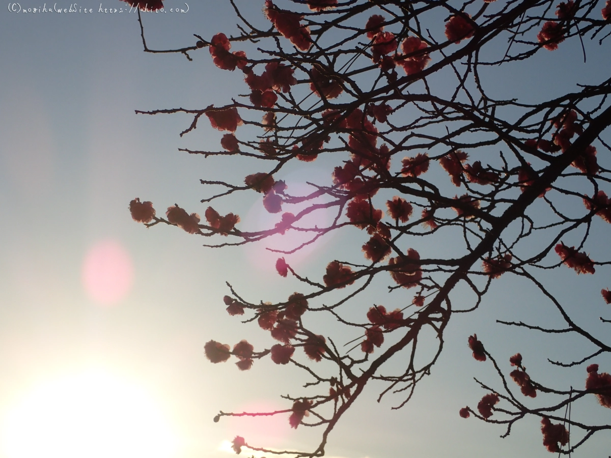 朝の光と梅の花 - 25