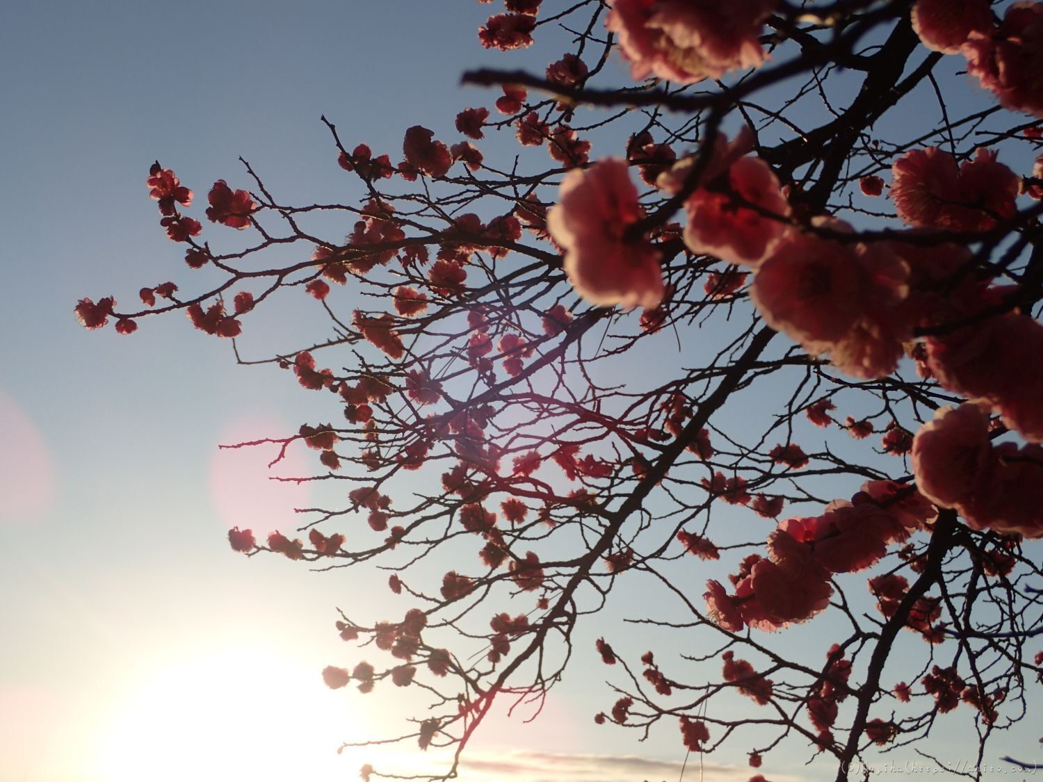 朝の光と梅の花 - 26