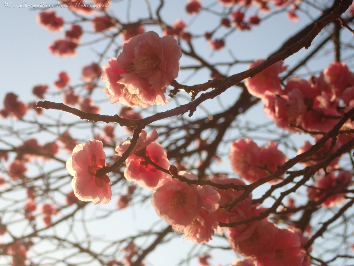 朝の光と梅の花 - 26