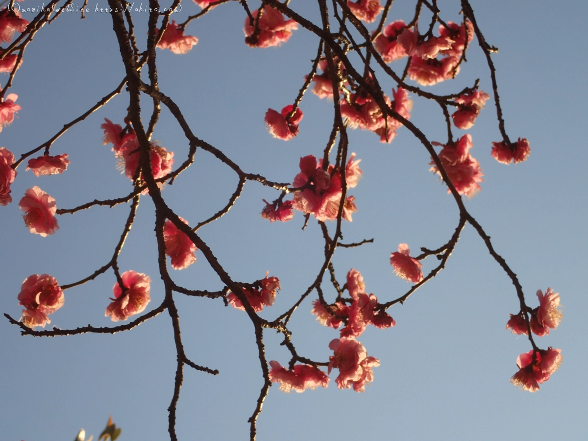 朝の光と梅の花 - 27