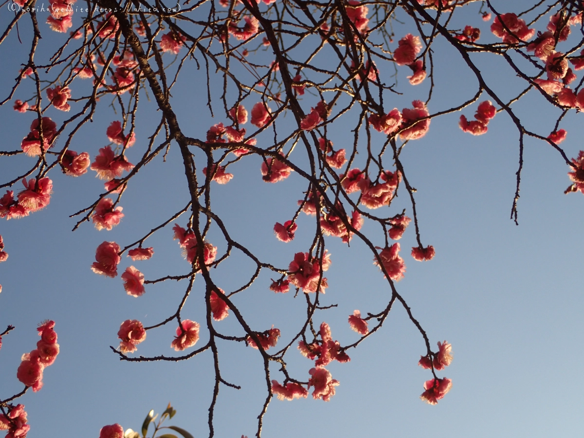 朝の光と梅の花 - 28