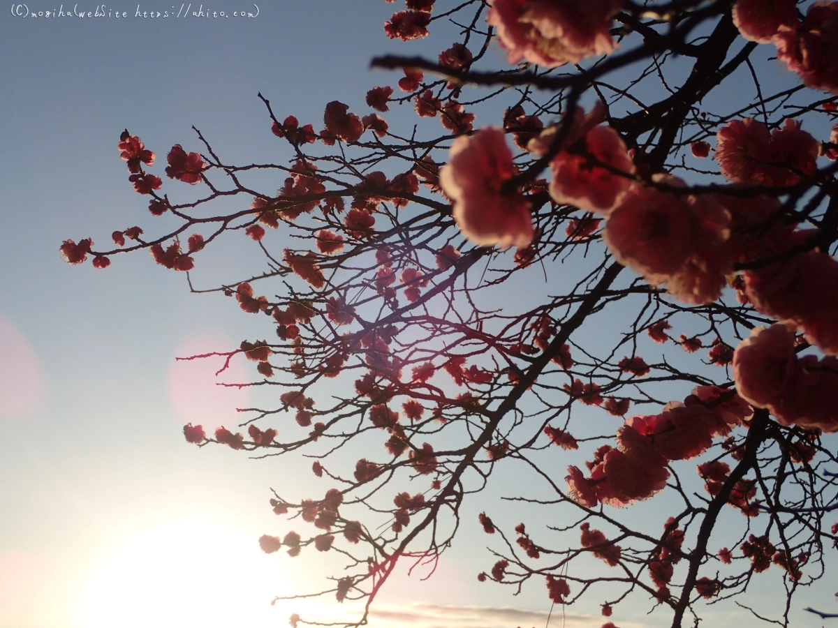 朝の光と梅の花 - 29