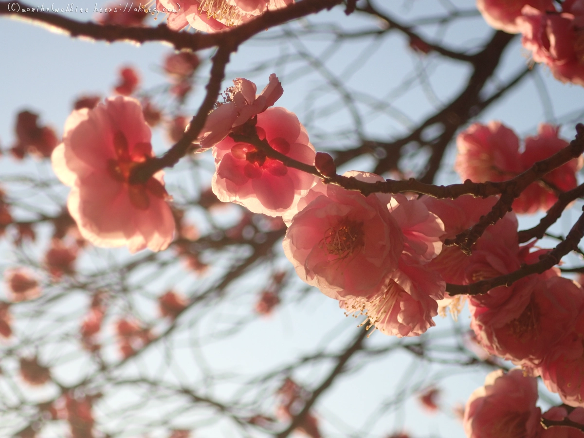 朝の光と梅の花 - 30