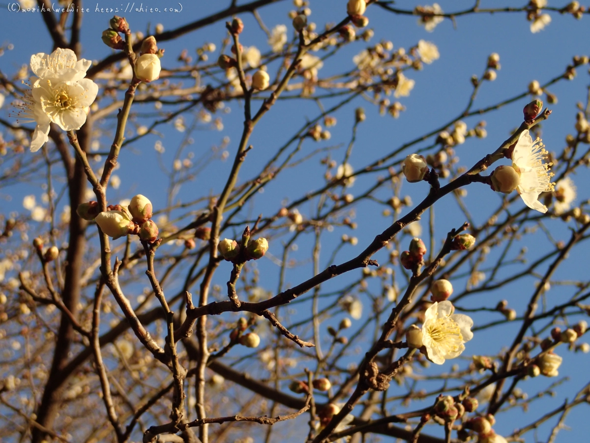 朝の光と梅の花 - 31