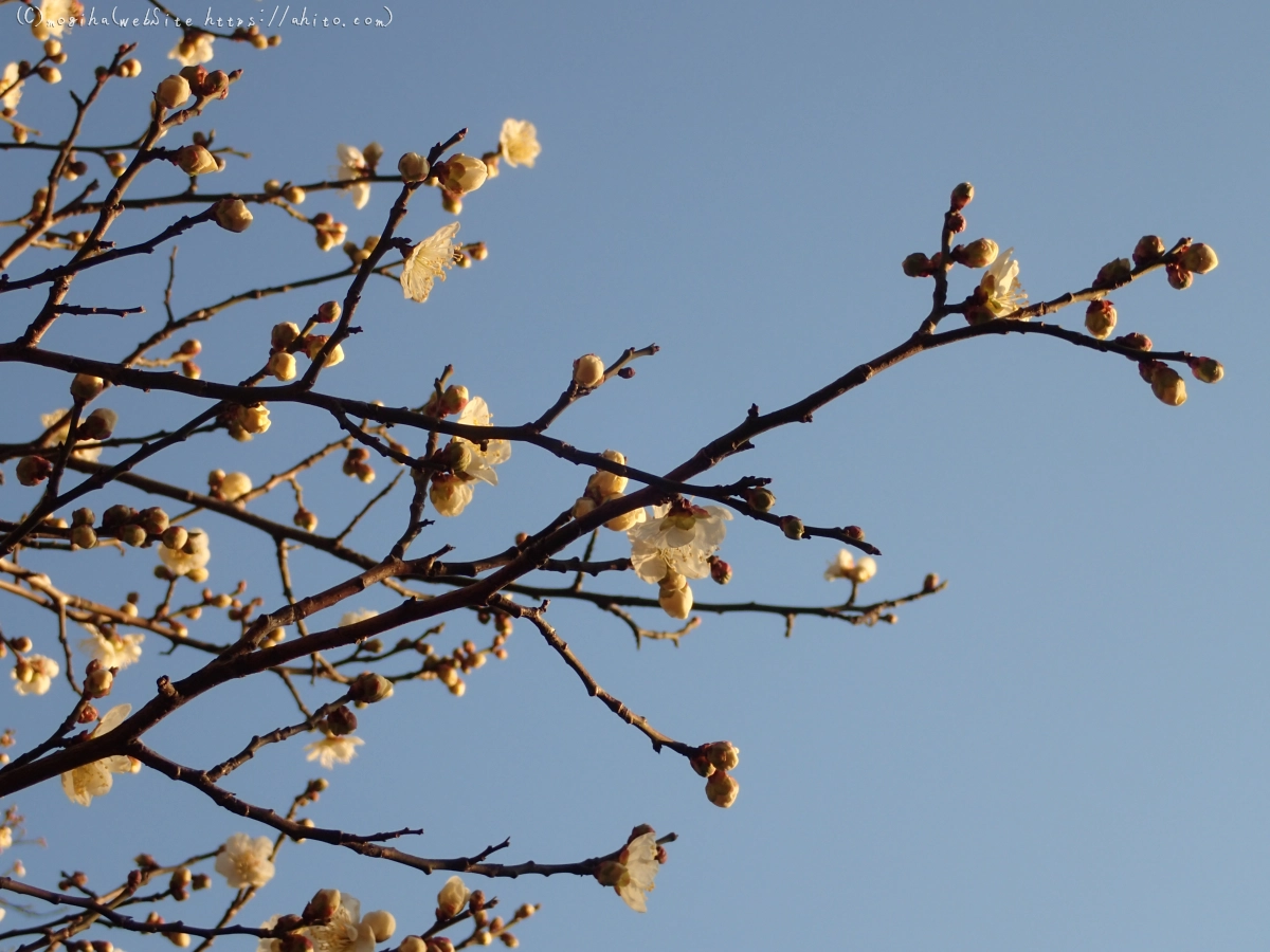 朝の光と梅の花 - 32