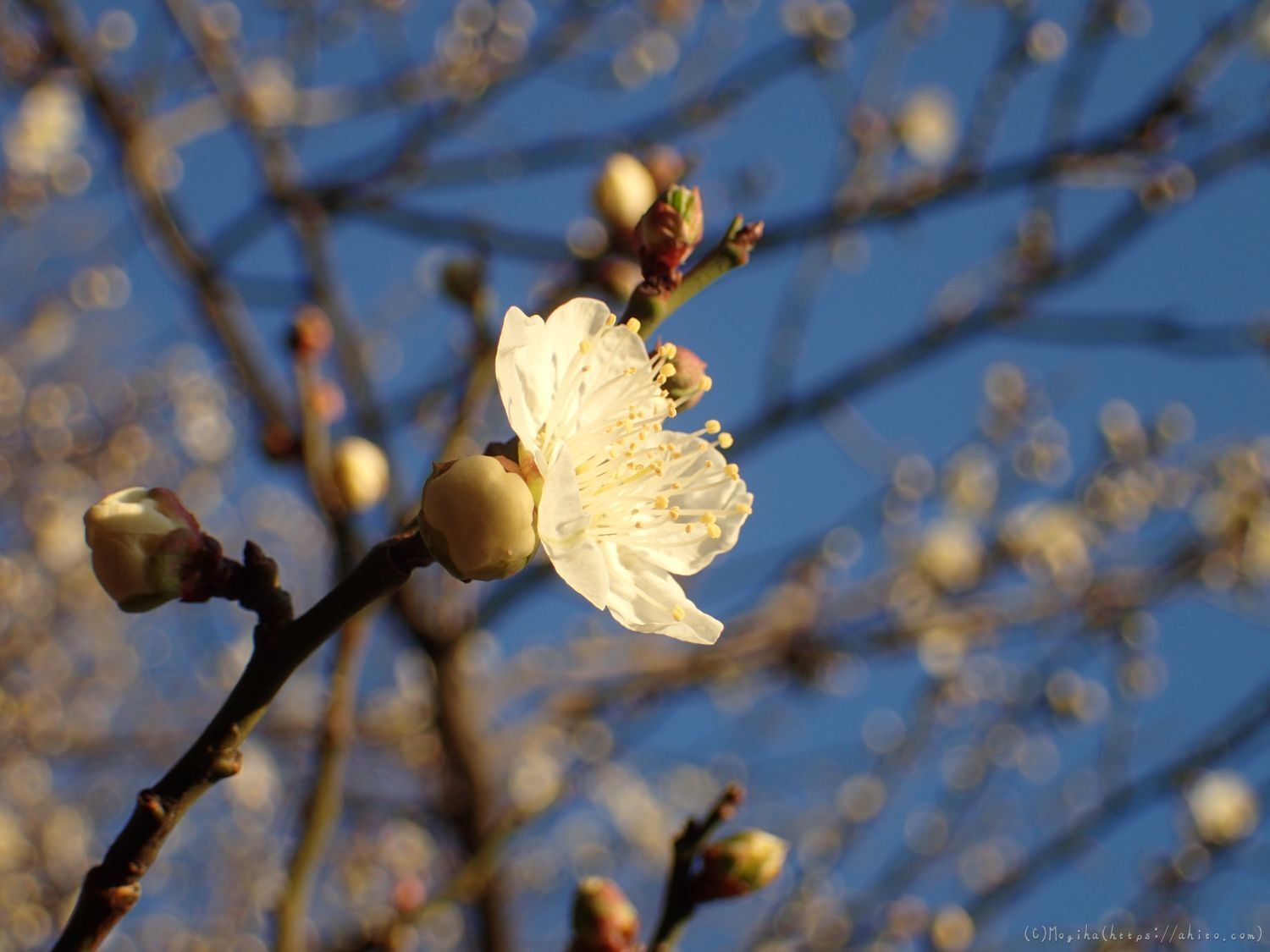 朝の光と梅の花 - 33