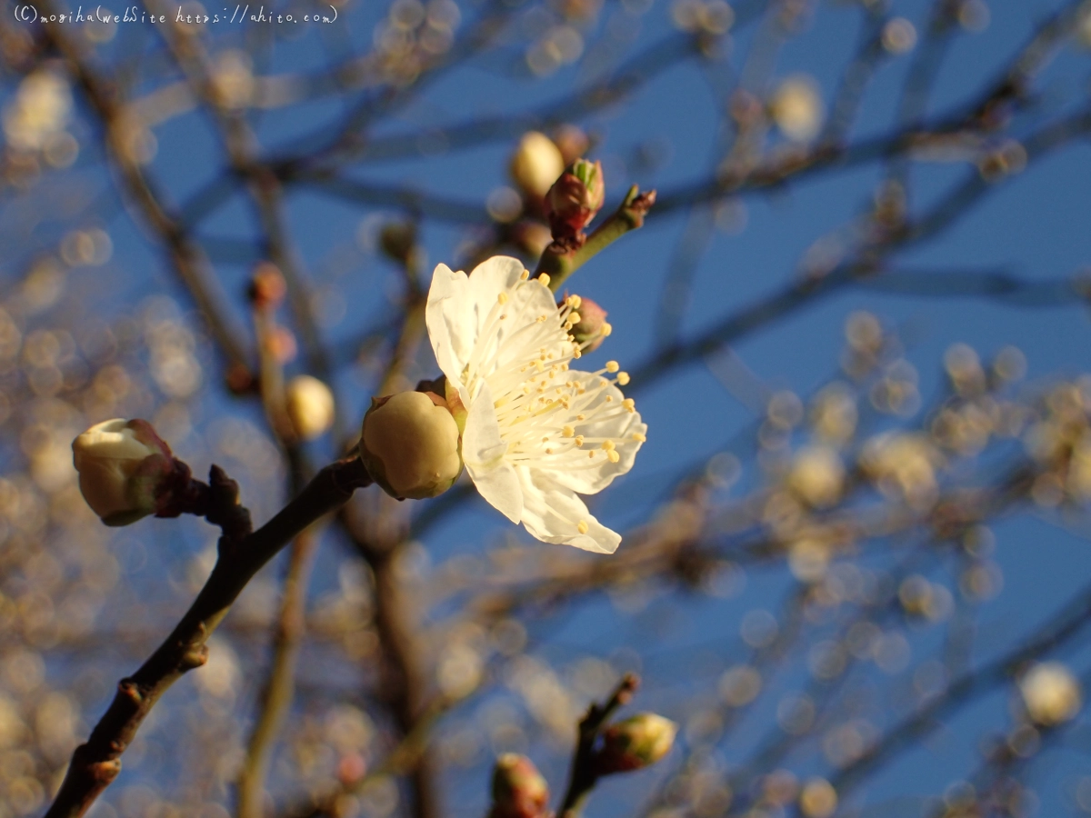 朝の光と梅の花 - 34