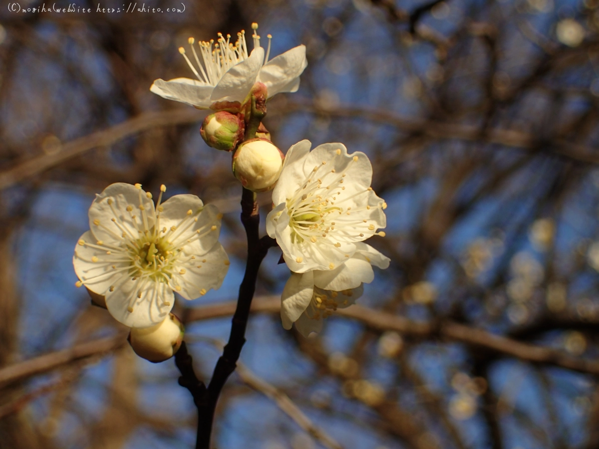 朝の光と梅の花 - 35