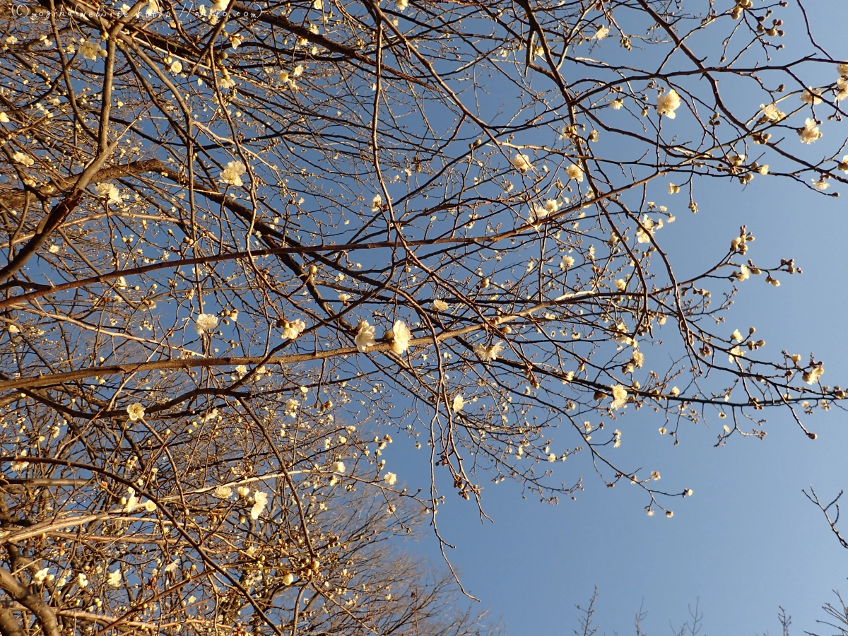 朝の光と梅の花 - 36