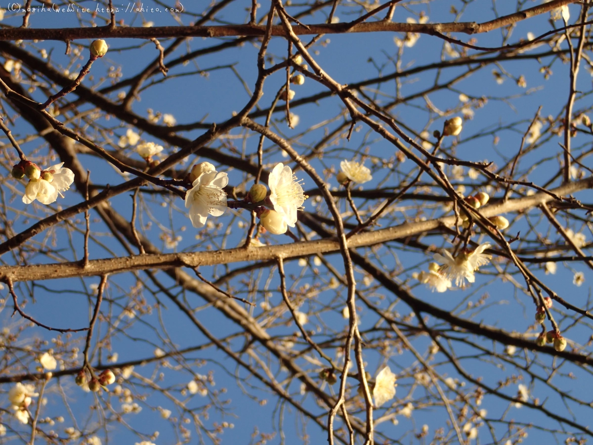 朝の光と梅の花 - 37