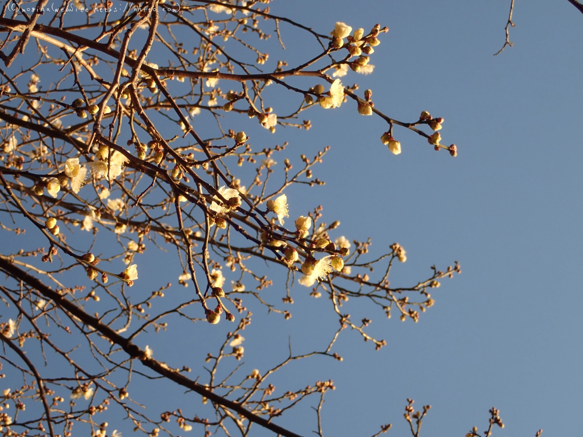 朝の光と梅の花 - 38