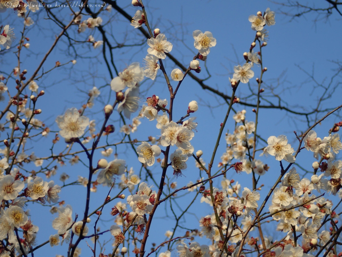 朝の光と梅の花 - 39