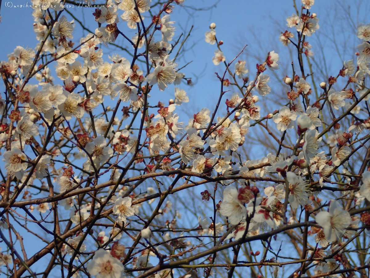 朝の光と梅の花 - 40