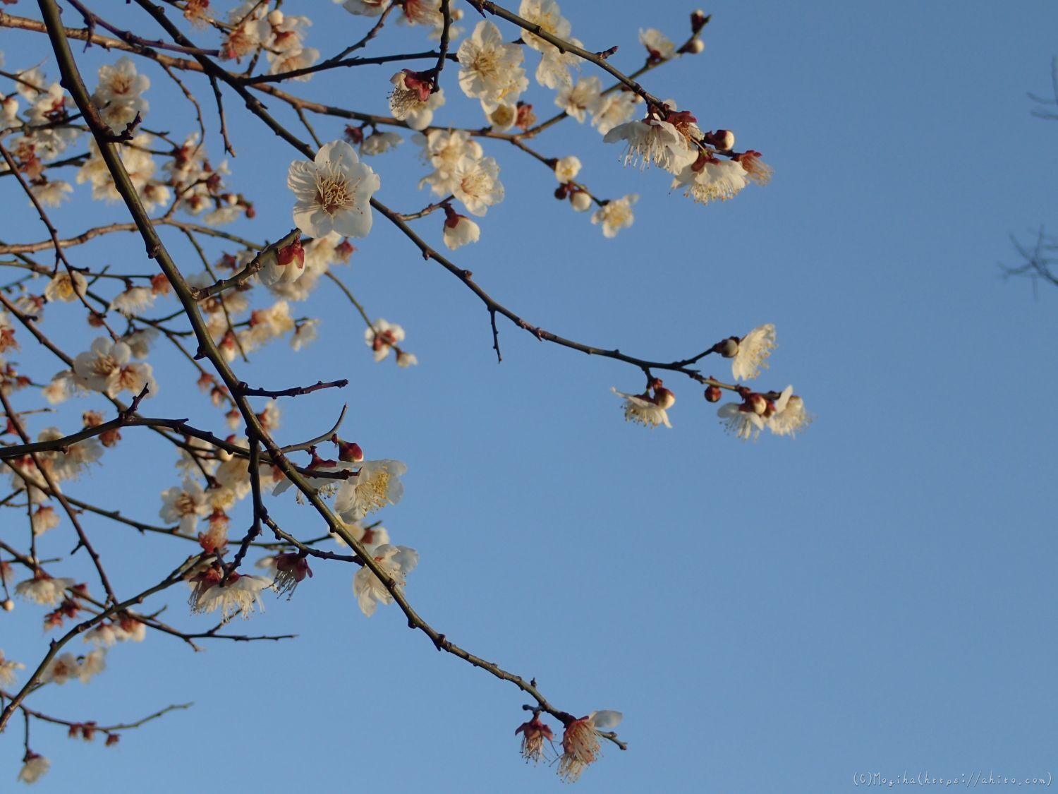 朝の光と梅の花 - 41