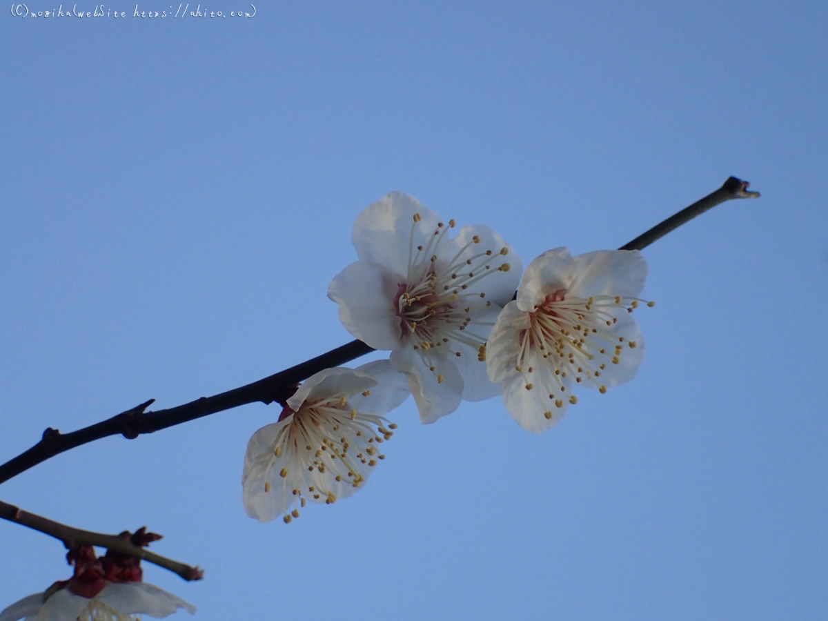 朝の光と梅の花 - 41