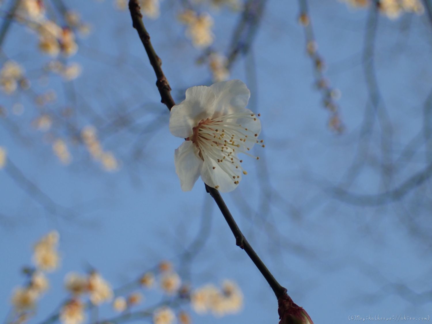 朝の光と梅の花 - 42
