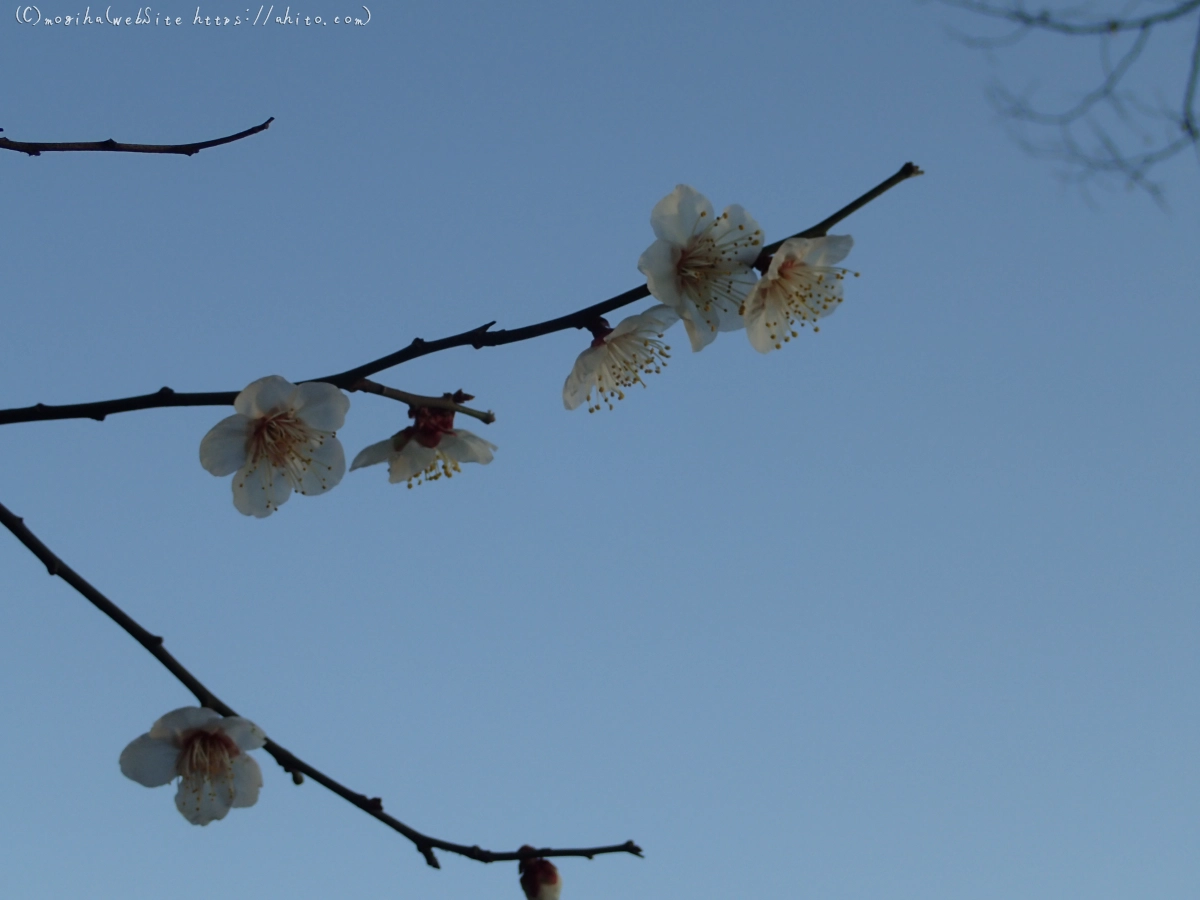 朝の光と梅の花 - 42