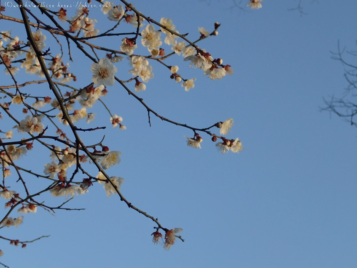 朝の光と梅の花 - 43