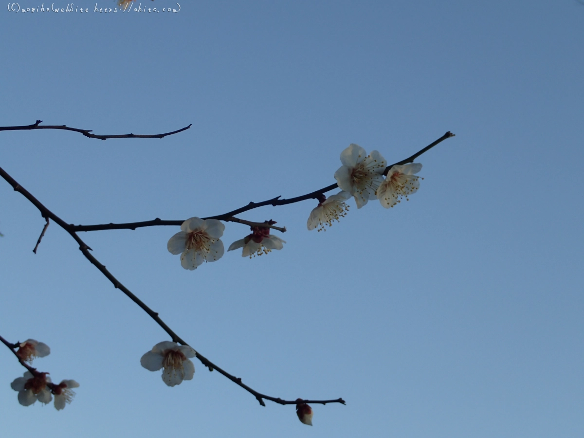 朝の光と梅の花 - 44