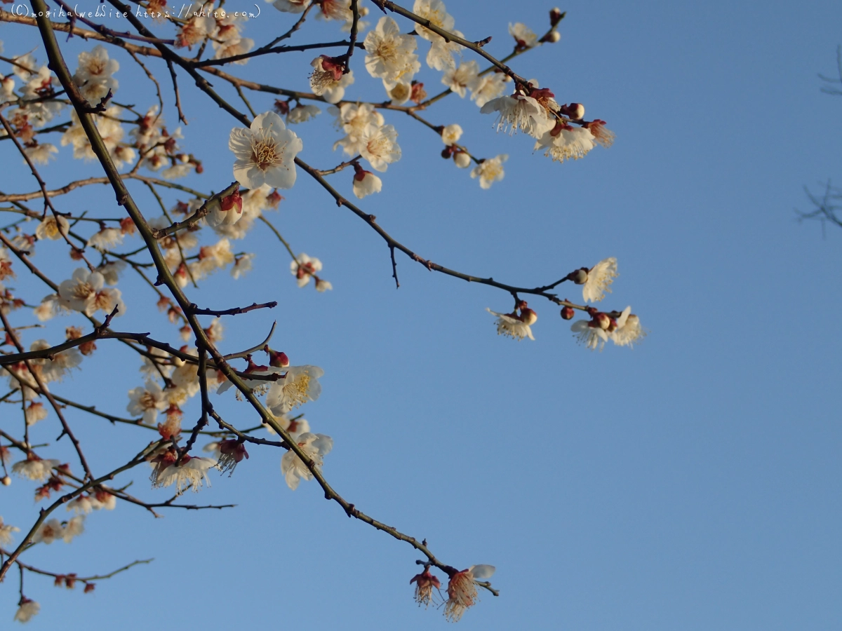 朝の光と梅の花 - 45