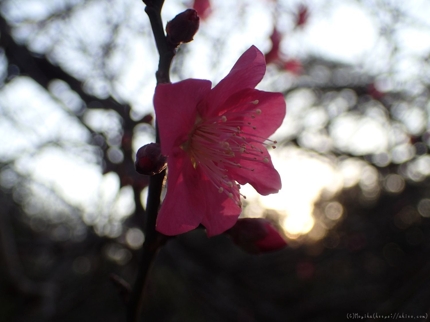 朝の光と梅の花 - 46