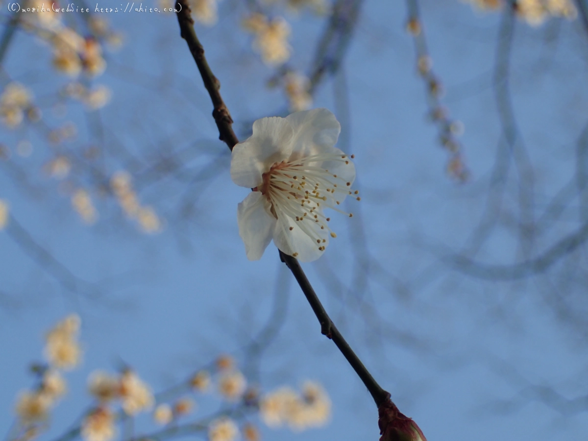 朝の光と梅の花 - 46