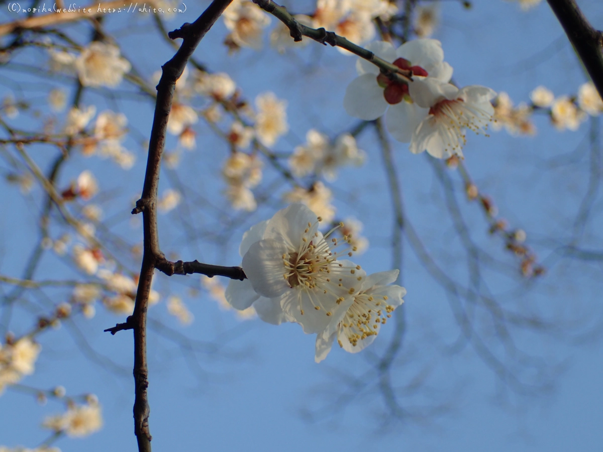 朝の光と梅の花 - 47