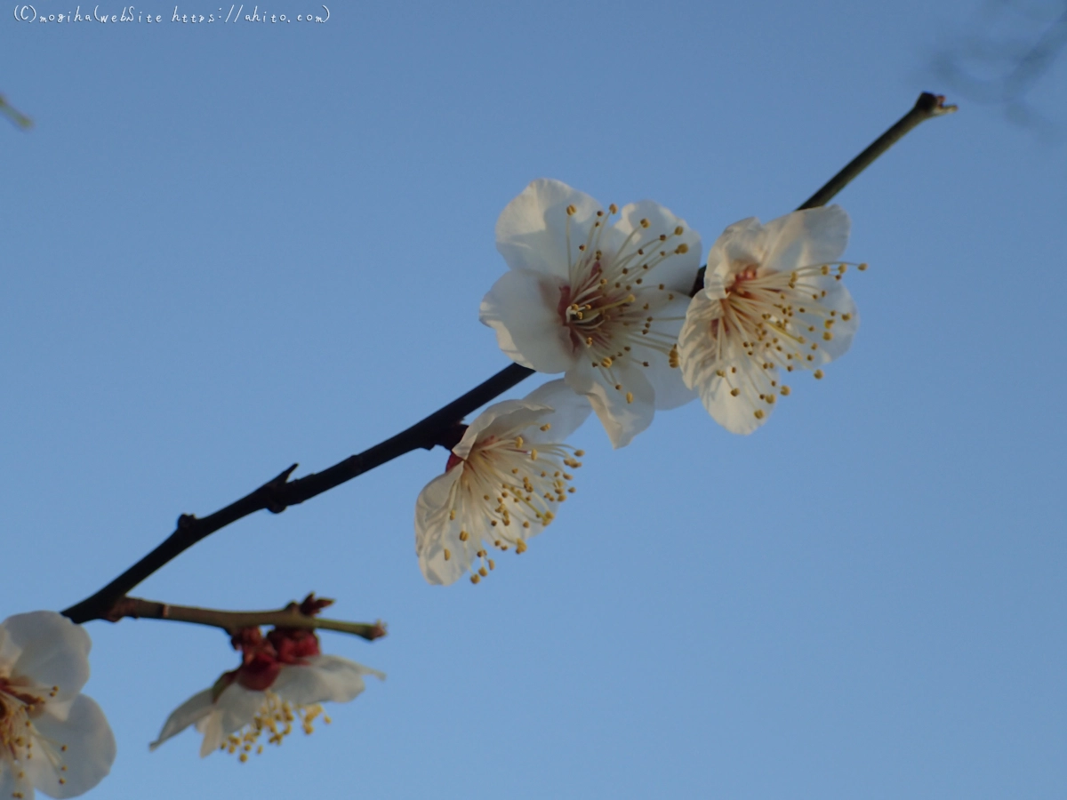 朝の光と梅の花 - 48