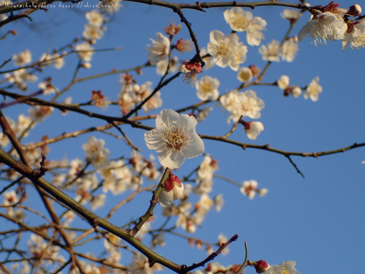 朝の光と梅の花 - 49