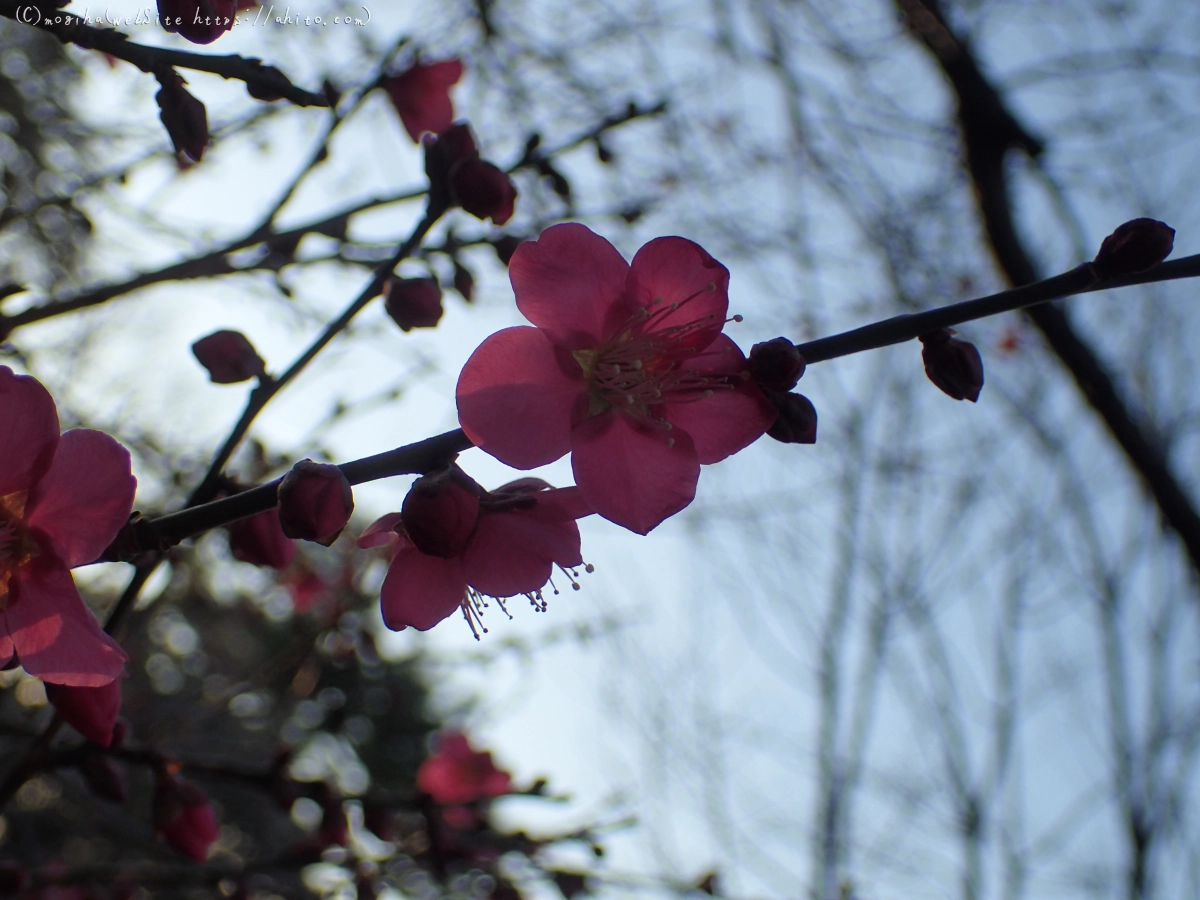 朝の光と梅の花 - 51