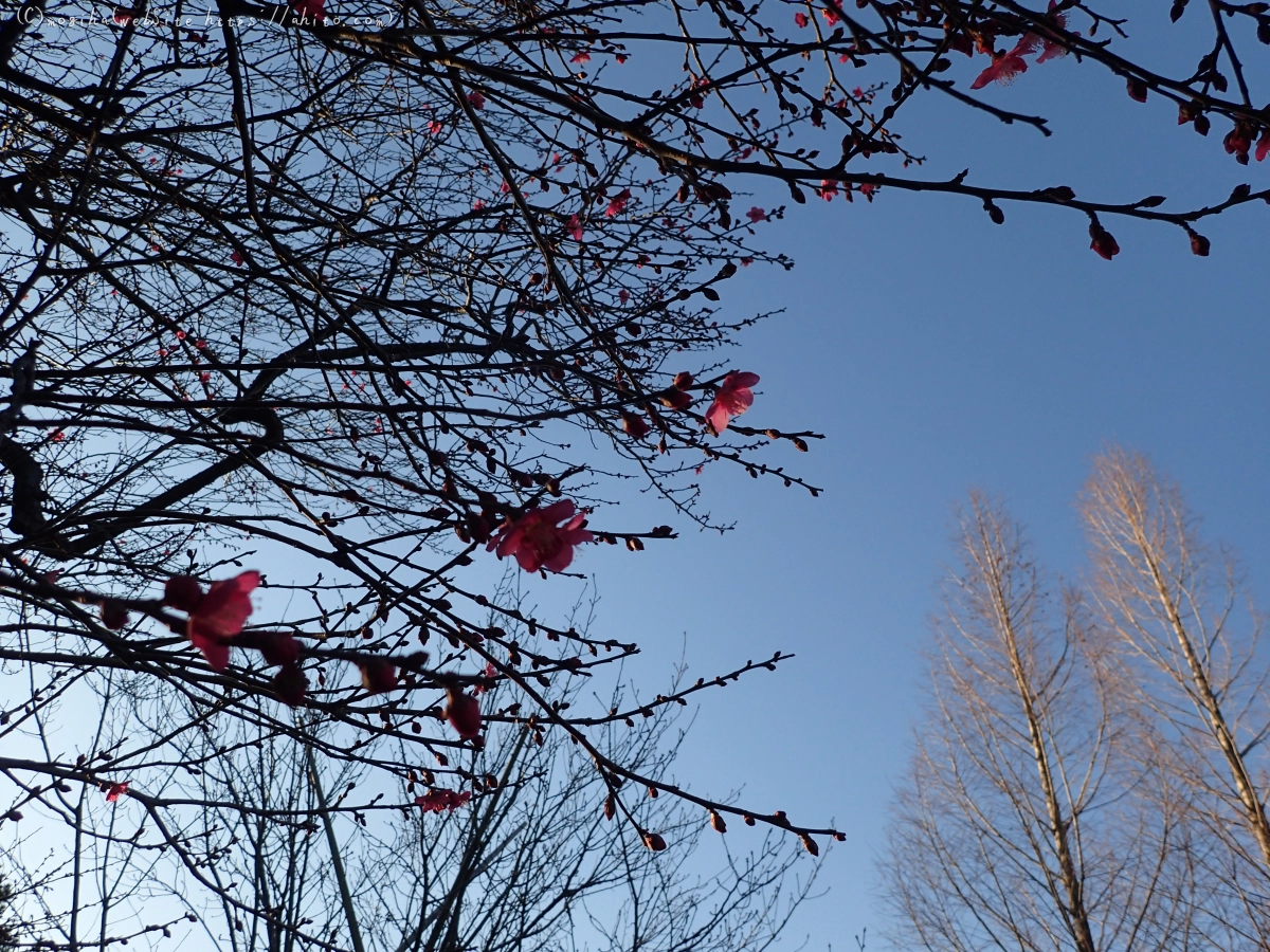 朝の光と梅の花 - 52