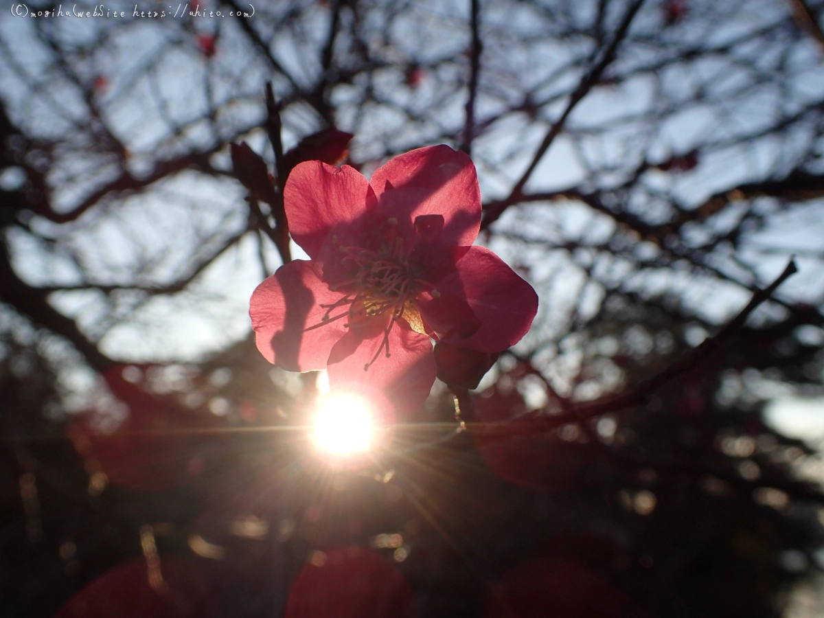 朝の光と梅の花 - 53