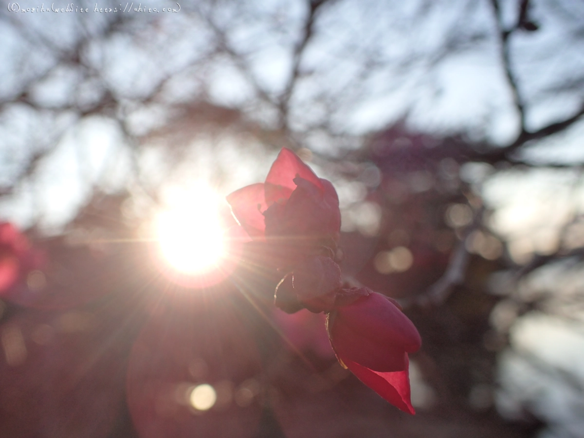 朝の光と梅の花 - 54